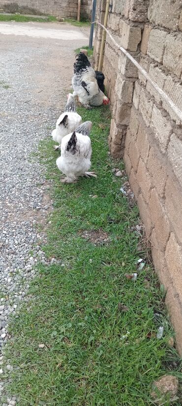 Toyuqlar: Brahma toyuqları – yumurtacı və ətlik iri cins 3 toyug 1 xoruz 280 m — 7