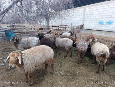 Бараны, овцы: Жалпы саны 14 баш токтулар сатылат 2 Кочкор 2 бычмал 10 нов ургаачы