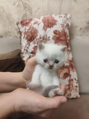 Pişiklər: Britan, Erkək, Dişi, Yaxşı əllərə, Ödənişli çatdırılma, Ünvandan götürmə, Pulsuz çatdırılma — 6