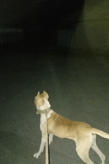Продажа собак: Пёс крупного атлетичного типа, окрас палевый с белыми отметинами — 1