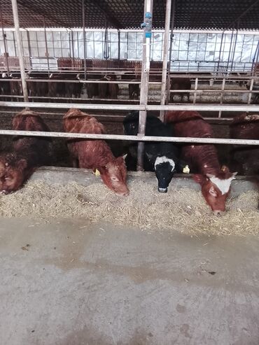 Dana, buzov: Hereford tipli ətlik danalar – fermadan - Şəkildəki bağlamalı fermada — 12