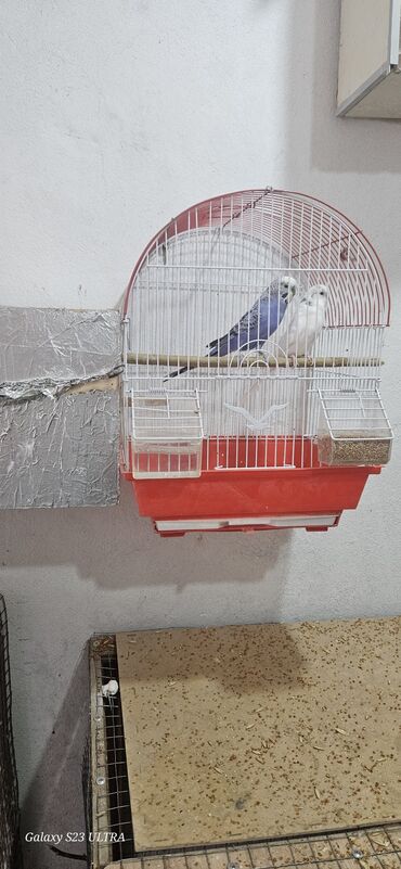 Tutuquşları: Papuqaylar satılır — 10