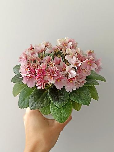 Фиалки и глоксинии: В продаже детки,пасынки сортовых мини и полумини фиалок 🌺🌿🌺 — 9