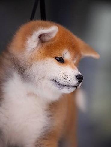 afçarka balası: Akita-inu, 1 ay, Ünvandan götürmə — 3