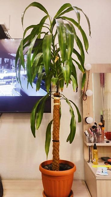 Комнатные растения: Драцена массанджена (Dracaena fragrans ‘Massangeana’) в горшке. - — 1