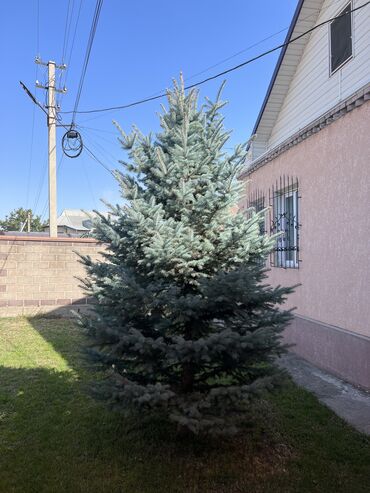 Другие виды семян и саженцев: Срочно продаю Голубую ель 🌲 2 шт, по 10 тыс сом Самовывоз, находимся