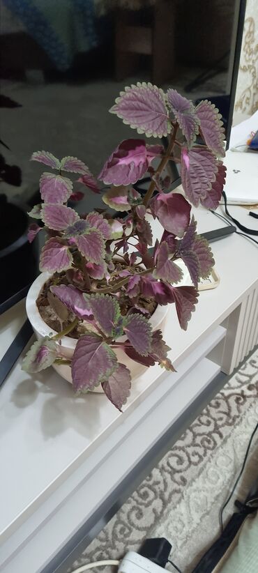 Драцены и Сансевиерии: Распродажа цветов долларовое дерево в красивых горшках отлично — 16