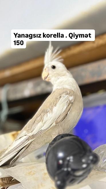 Quşlar: Yanagsız korella (cockatiel) – xüsusi rəng mutasiyası. - Rcəng: açıq — 1