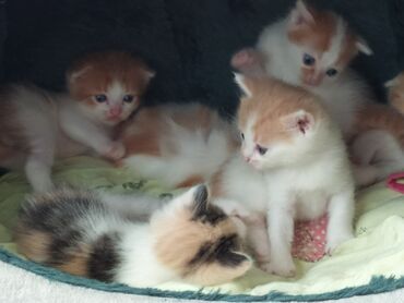 Su və yem qabları: Məhsul: Pişiklər üçün 3 bölməli yem və su qabı dəsti Təsvir: - Üç — 9