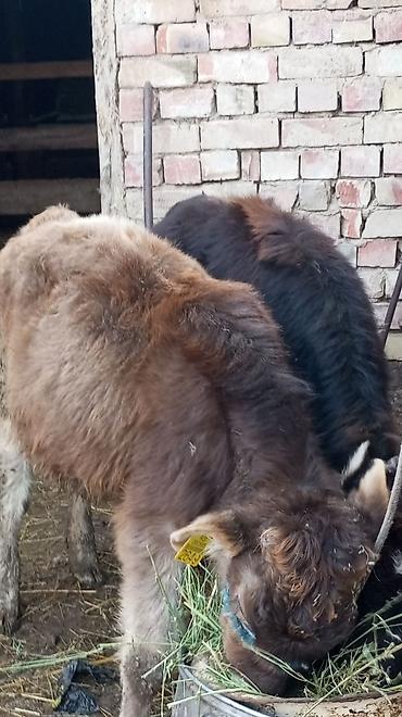 Коровы, быки: Продаю | Тёлка | На откорм | Привязанные — 1