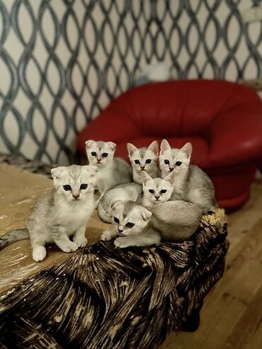 pişik satışı bakı: Şinşilla, Erkək