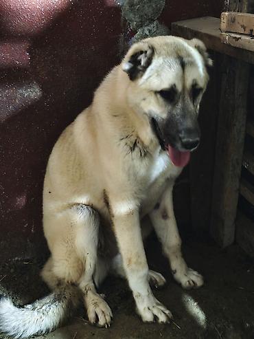 kangal satilik: Kanqal, 7 ay, Dişi, Peyvəndli — 6