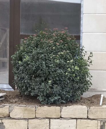 Şitillər: Dekartiv və meyvə ağacları istenilen sayda ve istenilen növde var — 8