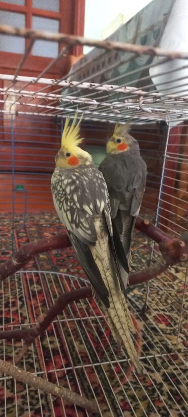 Tutuquşları: Salam.Tam saglam 8ayliq. 4 eded var Isteyen buyursun cutunu alana — 12