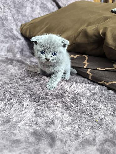 Кошки: Шотландская вислоухая — 7
