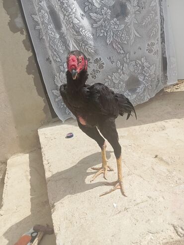 Xoruzlar: Xoruz, Heyratı, il: 1, Ödənişli çatdırılma — 4