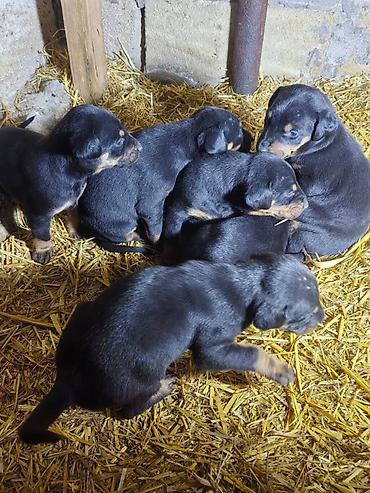 İtlər: Doberman, Pulsuz çatdırılma — 7