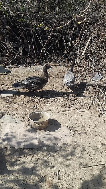 heyvanlar quslar: 1CÜR KÜLL RƏNGİ ÖRDƏKLƏR SATILIR 1 ERKEY 1 DİŞİ SUMQAYIT NASOSNU — 4