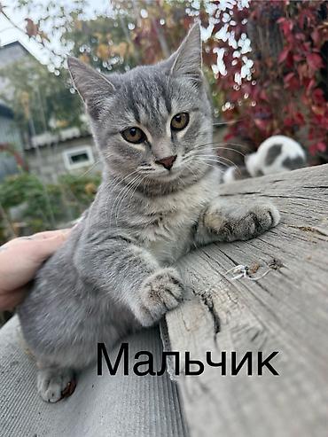 породистые собаки ищут дом: Милые котята ищут себе доброго хозяина🐱Котятки очень — 1
