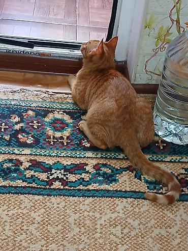купит кошку: Кошка даром: Беспородная, 5 месяцев, Мальчик — 8