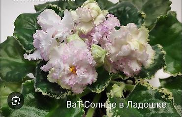 Фиалки и глоксинии: 🌱🌺🌱 Продаю сортовые ДЕТКИ стандартных, трейлерныхмини и полумини — 14