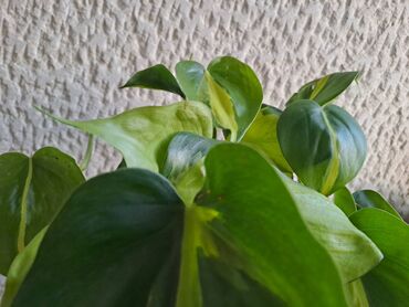 cesme za sudoperu sa grejacem: Filadendron Brasil sa prve i druge slike je 800, Dracena Marginata