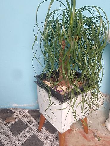 Otaq bitkiləri: Daxili məkan üçün dekorativ saksı bitkiləri dəsti - Dracaena fragrans — 3
