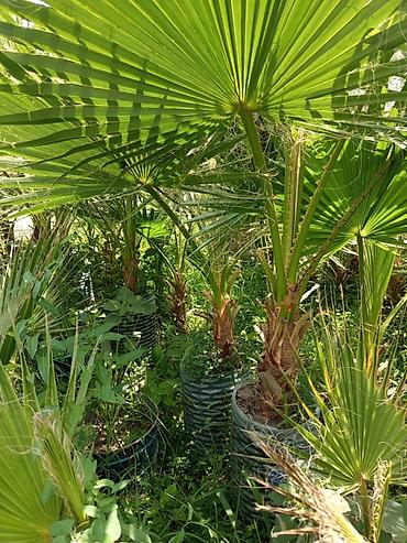 qab alan: Məhsul: Palma ağacı (fan formalı yarpaqlı, Washingtonia tipli) — 4