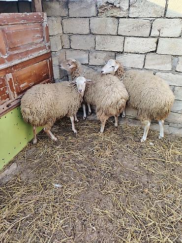 bala qoyun: Ucude erkeydi kok heyvanlardi diri ceki 9 manat — 1