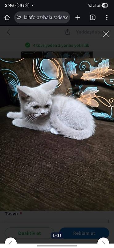 Pişiklər: Britan — 7