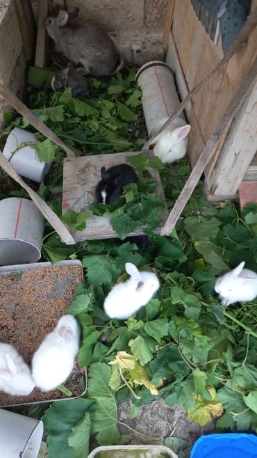setter it cinsinin digər adı: Satilir 1 ayliqdilar her birinin qiymeti 10 mamat