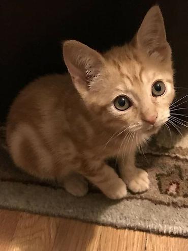 Продажа кошек: 🐱❤️ Малыши в поисках дома! Посмотрите на эти мордашки — каждому из них — 8