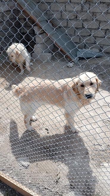 labrador retriever: Retriever — 1