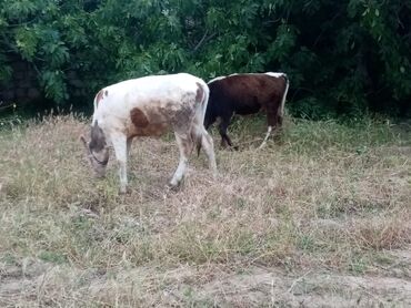 staffordshire bull terrier κουταβια v Azərbaycan | İTLƏR: 9 ayliq disi inekler yaxsi baximli cekili ineklerdir