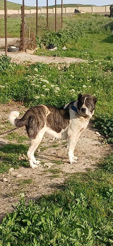 İtlər: Qurdbasar, 4 il, Dişi — 1