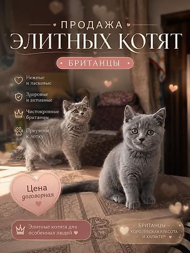 японская кошка: Вислоухая(Скотиш Фолд) Британские котята, окрас голубой (плюшевый). На — 1