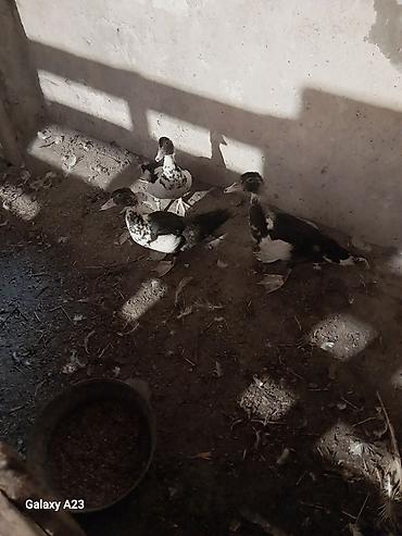 ördək balası və cücə: Bir cutu ağ ördək satilir qoymet 55 azin 1 dişi 1 erkek 2 si 55 azen — 6