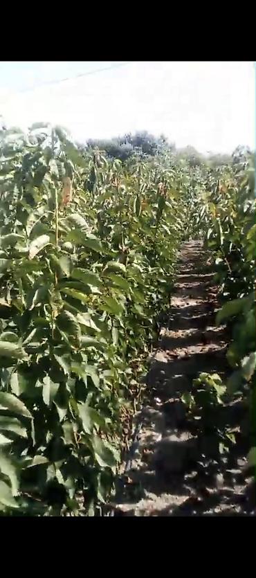 epimedium bitkisi satisi: Meqsedimiz Düzgün Ting SeçimiDüzgün əkinPesekar yanaşma ile uzun — 6