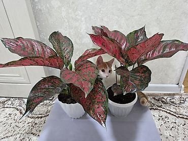 Антуриумы: Антуриум Андре (Anthurium andreanum) в декоративном кашпо. - — 13
