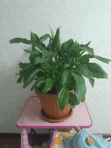 спатифиллум сенсация: Крупный комнатный цветок Спатифиллум (Spathiphyllum) в пластиковом