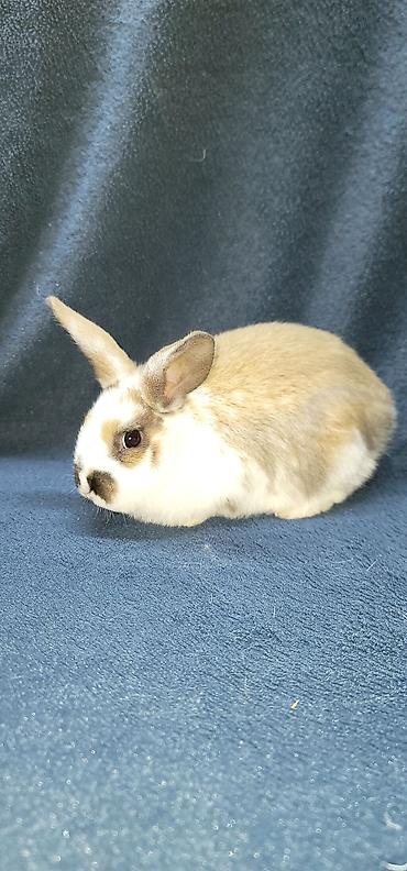 Декоративные кролики: Продаются декоративные крольчата, милые малыши с очень красивыми — 10