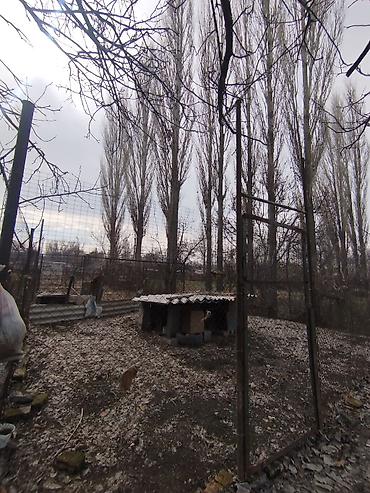 Продажа коттеджей и домов: Продается дом в г. Кара балта 17,5 соток. Мы посадили осенью новый — 16