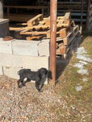 маленький собака: Тайган, 1 айлык, Ургаачы