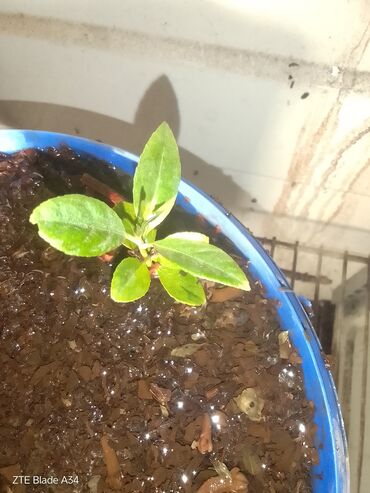 palçıq alça turşusu: Məhsul: Mini alma ağacı fidanı (crabapple – xırda meyvəli) Təsvir: -