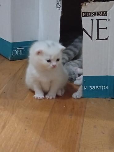 Pişiklər: Şotland, Erkək, Dişi, Yaxşı əllərə — 10