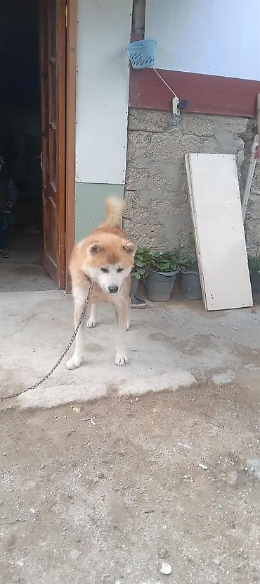 ala it: Akita-inu, 2 il, Erkək, Peyvəndli, Ünvandan götürmə — 4