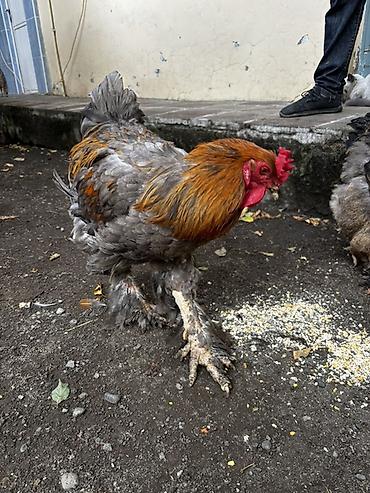 heyratı fərə: Toyuq, Brama, Damazlıq — 1