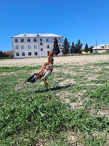 Xoruzlar: Sahibləndirilir — 7