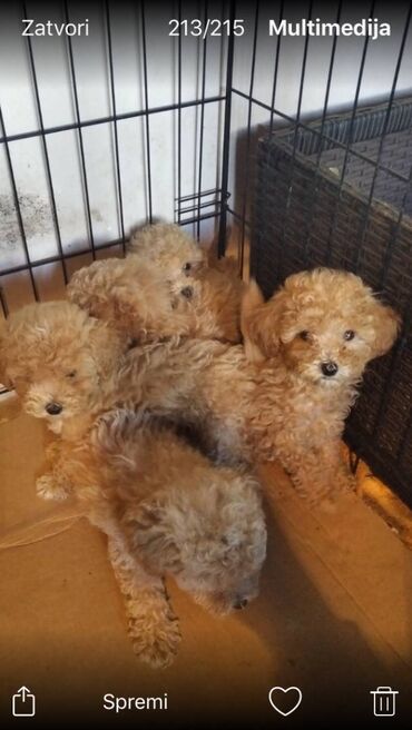 Psi: Na prodaju štenci maltipoo F2B iz odgajivačnice FCI 5411 "God's Gift" — 13