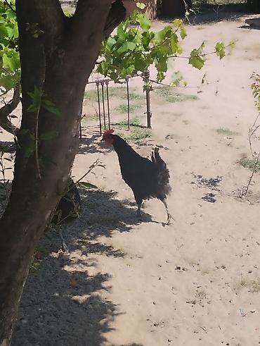 Toyuqlar: Toyuq, Australorp, Damazlıq, Ünvandan götürmə — 4